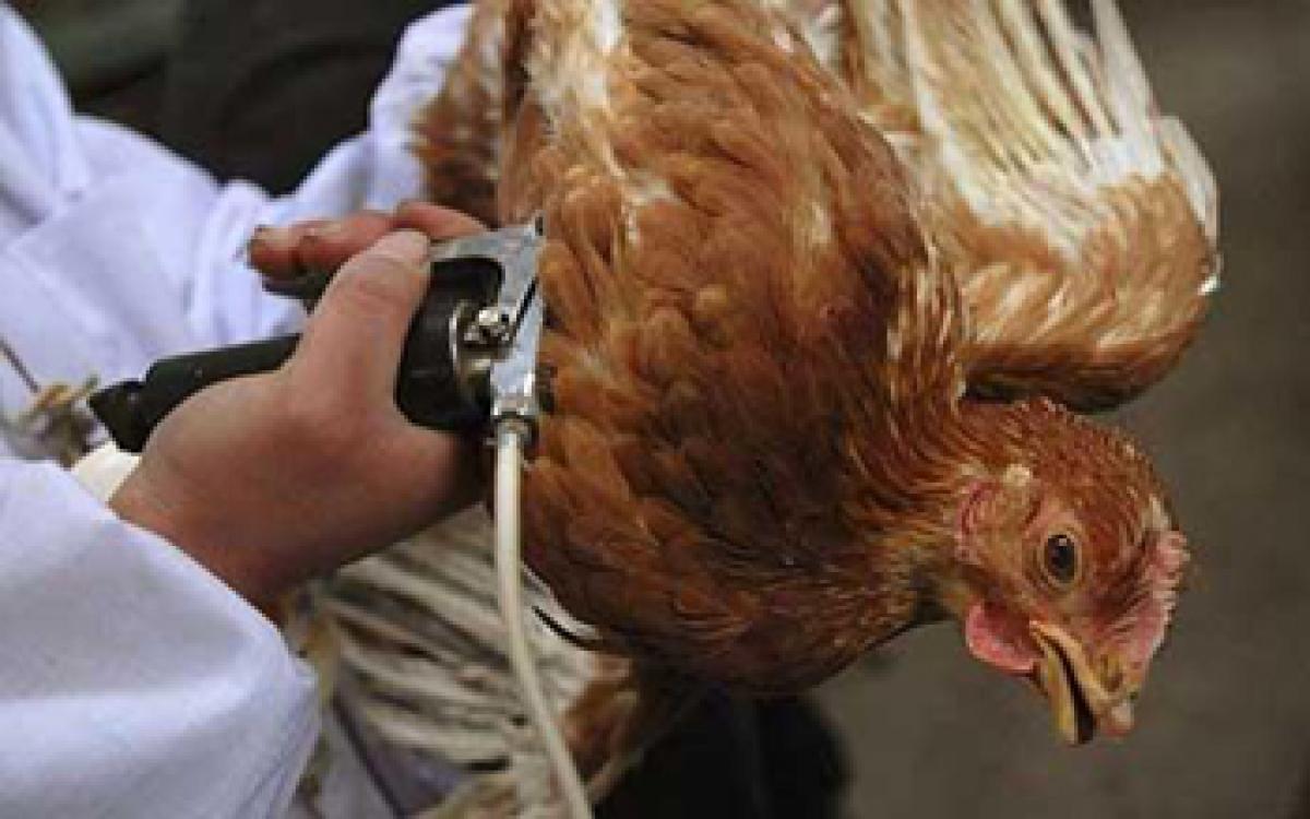 Bird flu vaccine developed